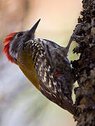 Abyssinian Woodpecker