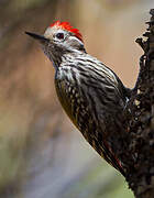 Abyssinian Woodpecker