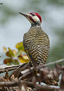 Bennett's Woodpecker