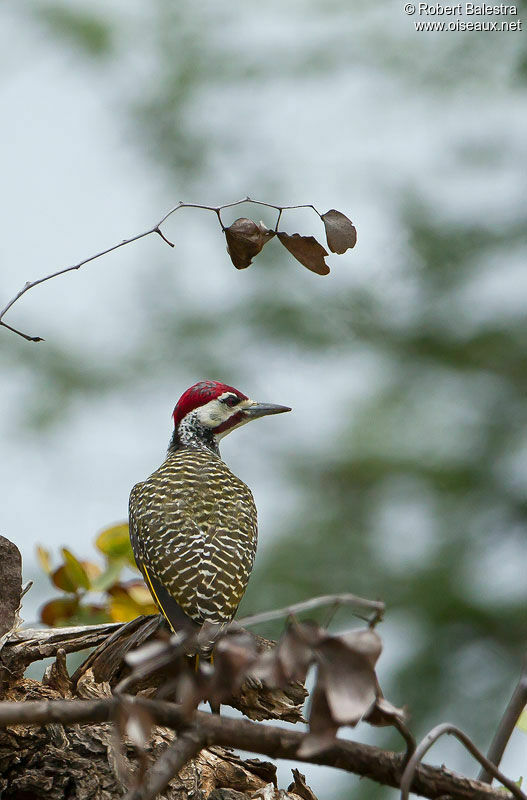 Bennett's Woodpecker male adult