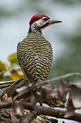 Bennett's Woodpecker