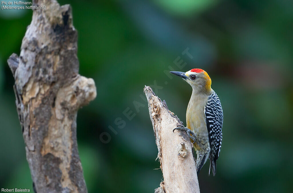 Hoffmann's Woodpecker