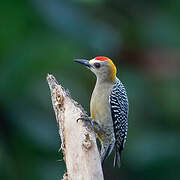 Hoffmann's Woodpecker