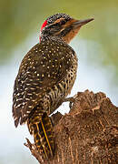 Nubian Woodpecker