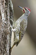 Nubian Woodpecker