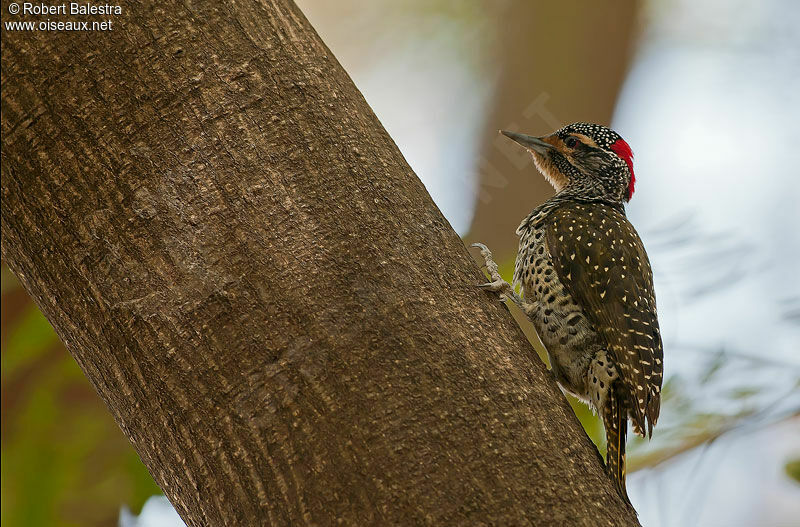 Nubian Woodpecker female