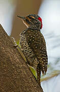 Nubian Woodpecker