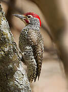 Nubian Woodpecker