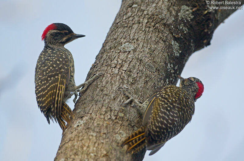 Nubian Woodpecker