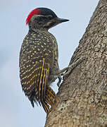 Nubian Woodpecker