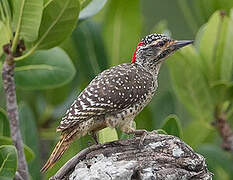 Nubian Woodpecker