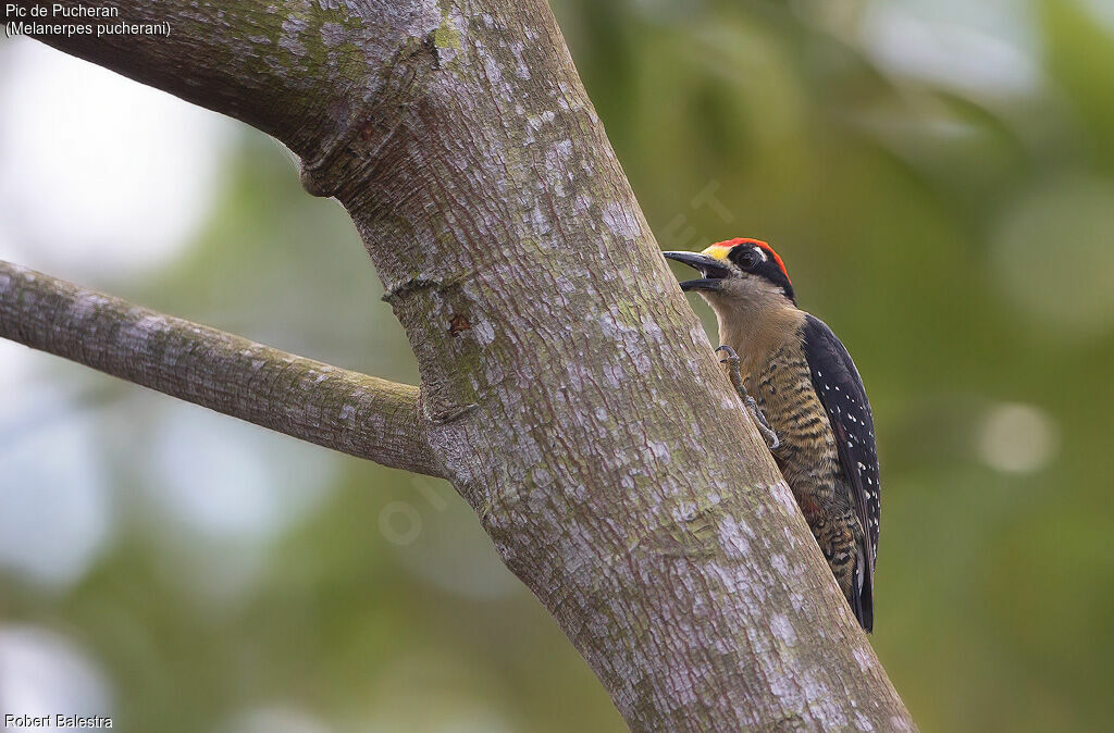 Black-cheeked Woodpecker