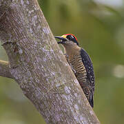 Black-cheeked Woodpecker