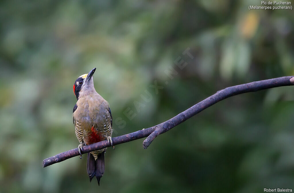 Black-cheeked Woodpecker