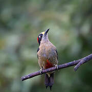 Black-cheeked Woodpecker