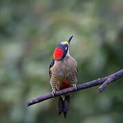 Black-cheeked Woodpecker