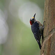 Black-cheeked Woodpecker