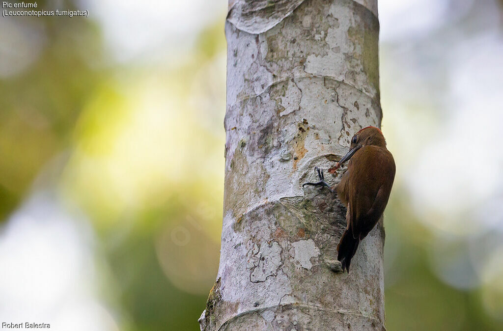 Smoky-brown Woodpecker