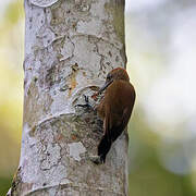 Smoky-brown Woodpecker