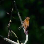 Smoky-brown Woodpecker