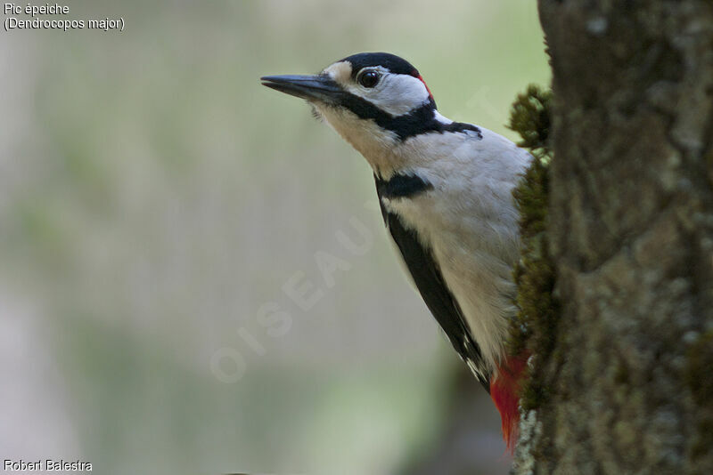Great Spotted Woodpecker female