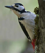 Great Spotted Woodpecker