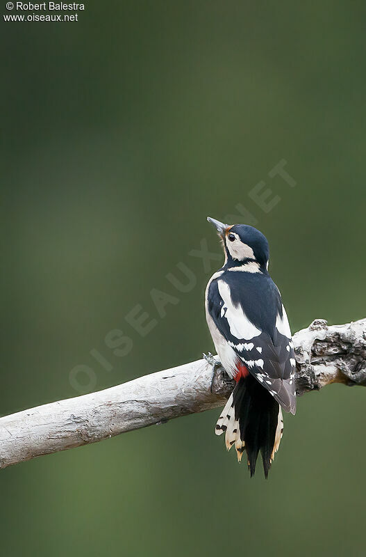 Great Spotted Woodpecker female adult