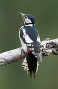 Great Spotted Woodpecker