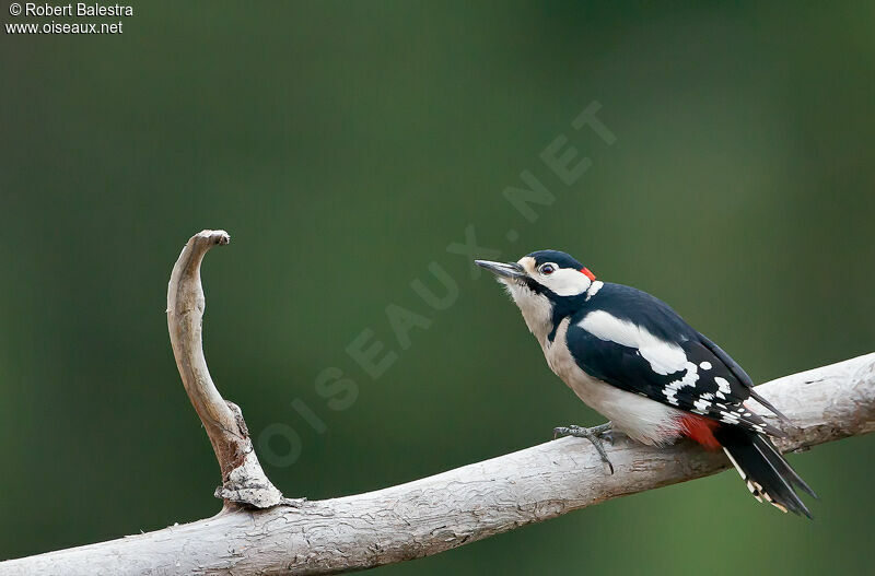 Great Spotted Woodpecker male adult