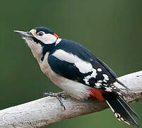 Great Spotted Woodpecker