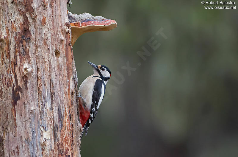 Great Spotted Woodpecker