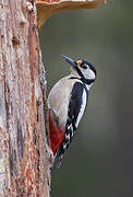 Great Spotted Woodpecker