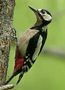 Great Spotted Woodpecker