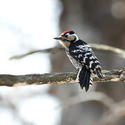 Lesser Spotted Woodpecker