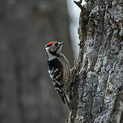 Lesser Spotted Woodpecker