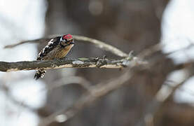 Lesser Spotted Woodpecker