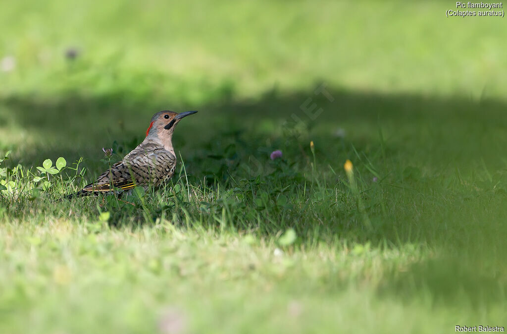 Northern Flicker