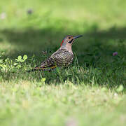 Northern Flicker