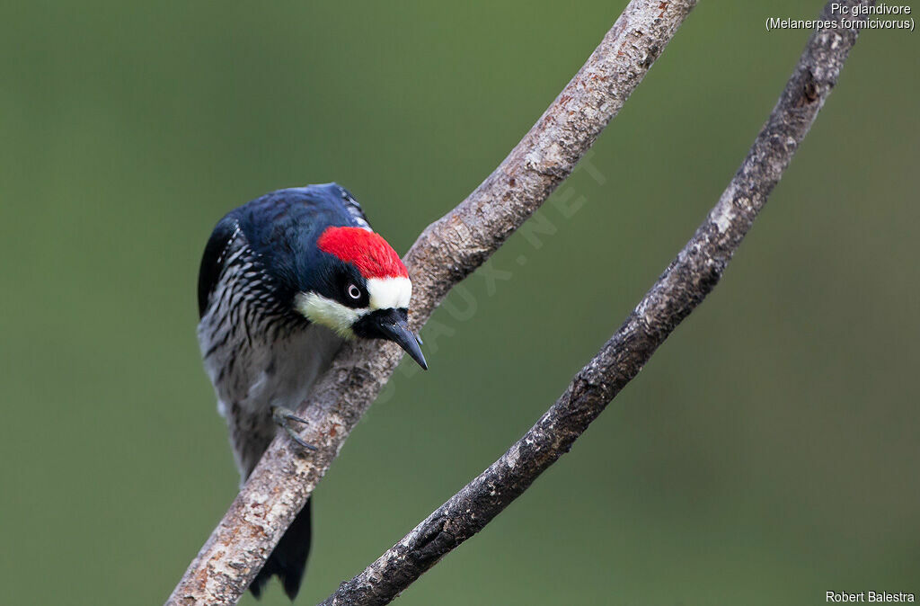 Acorn Woodpecker