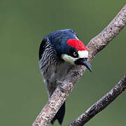 Acorn Woodpecker