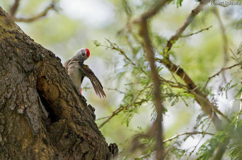 African Grey Woodpecker