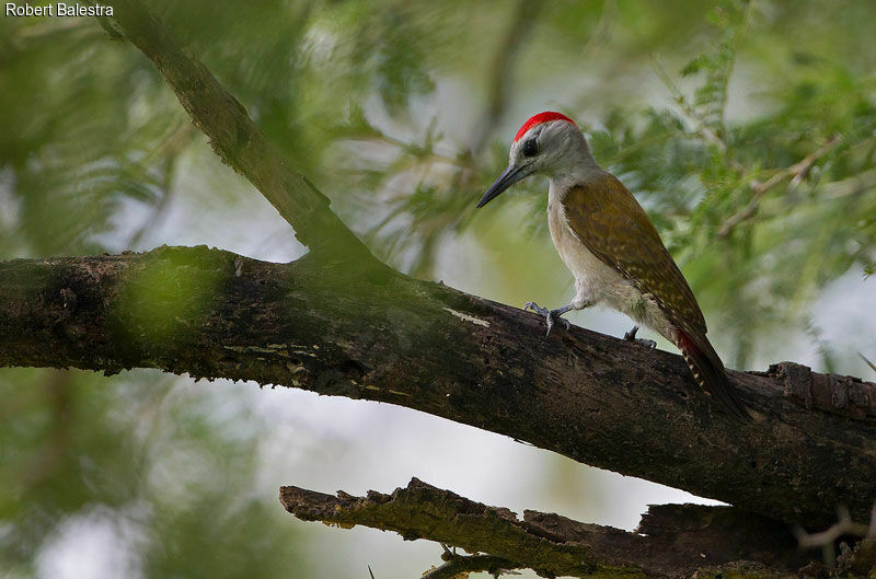 African Grey Woodpecker