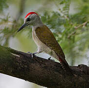 African Grey Woodpecker