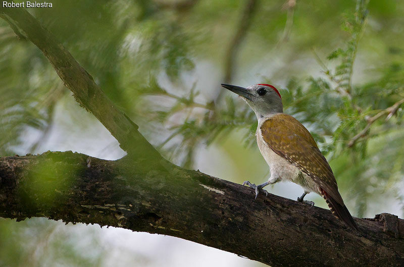 African Grey Woodpecker