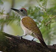 African Grey Woodpecker