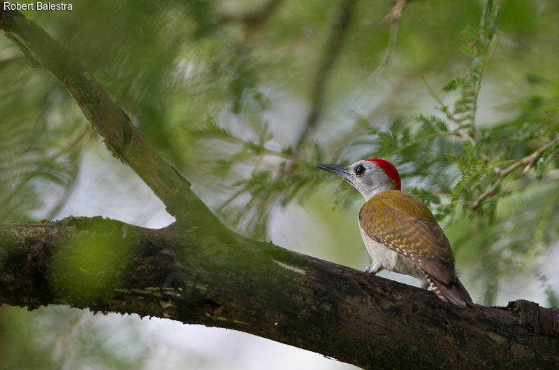 African Grey Woodpecker