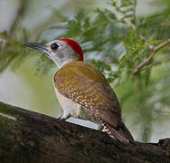 African Grey Woodpecker