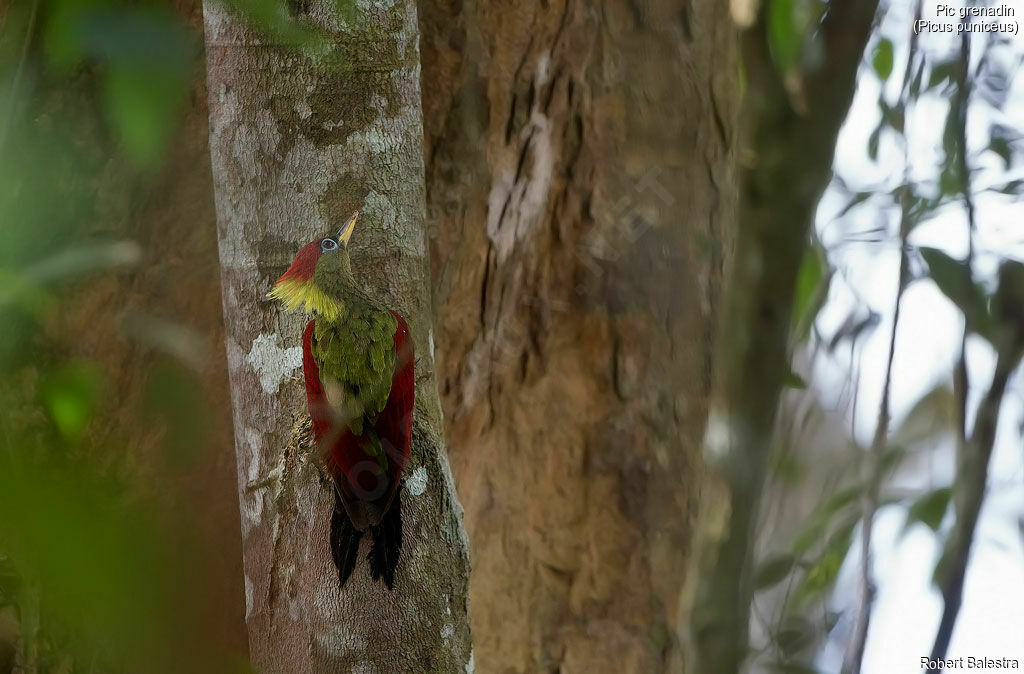 Crimson-winged Woodpecker