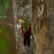 Crimson-winged Woodpecker