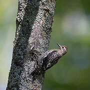 Yellow-bellied Sapsucker